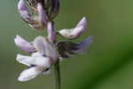 Sampson's snakeroot